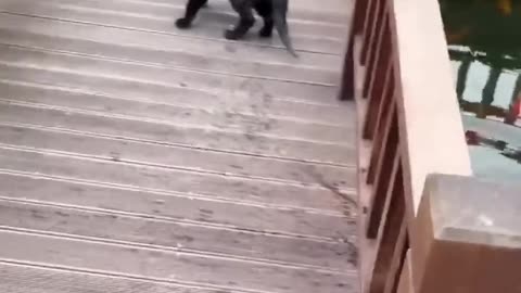 Funny cat video 😂