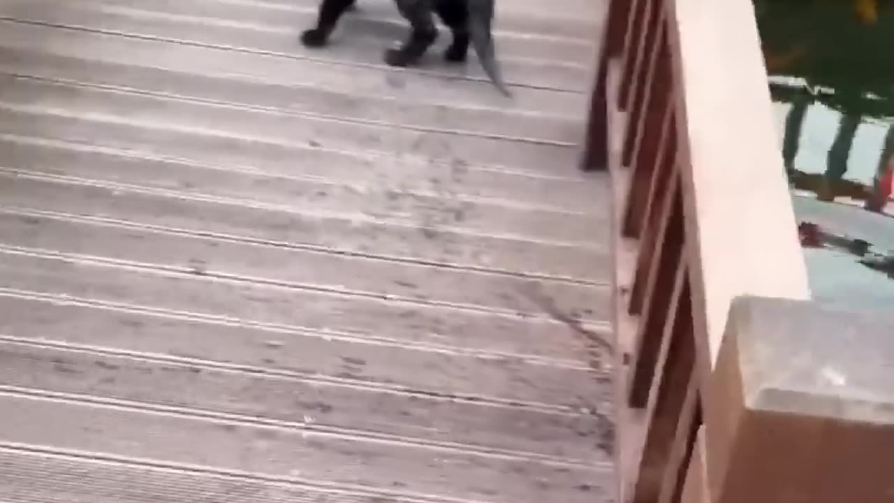 Funny cat video 😂