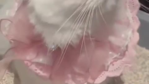 cute cat video