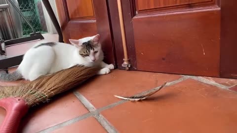 Cute cat