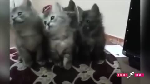Funny animals video