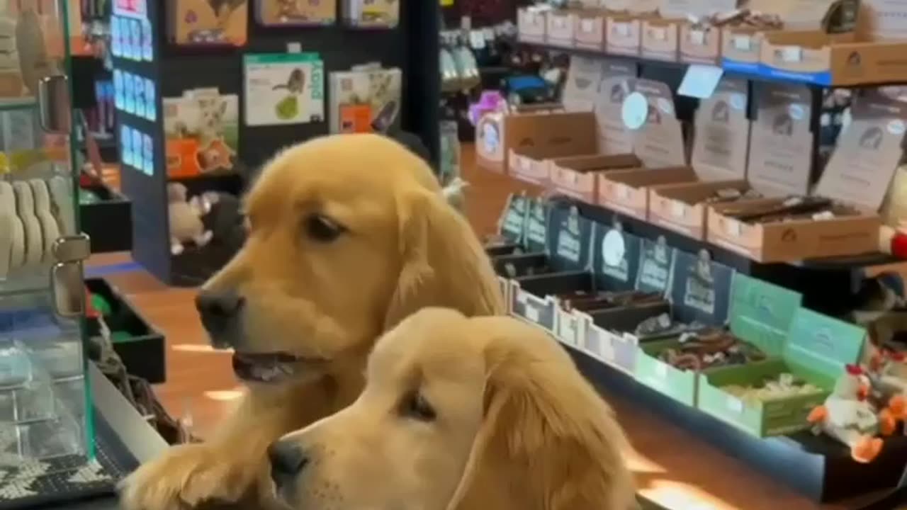2 Dogs fighting over a treat
