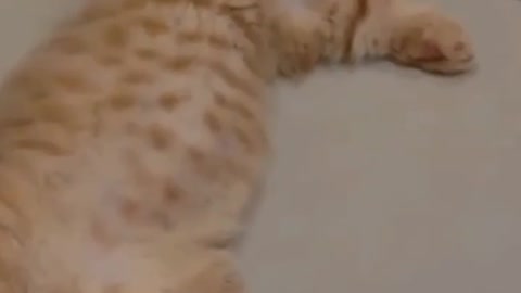 Cute cat sleeping