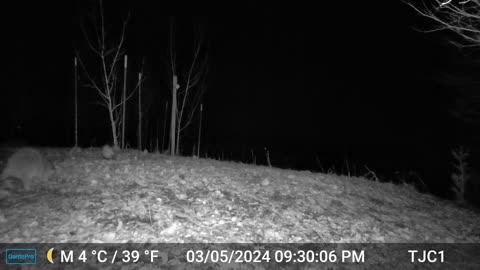 Raccoon and Opossum
