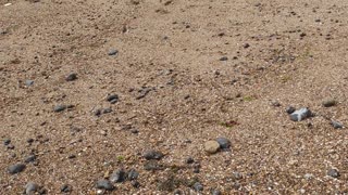 Dog Finds Treasure on Beach