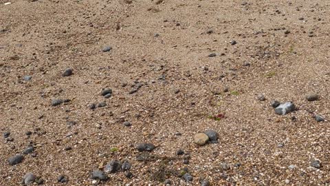 Dog Finds Treasure on Beach