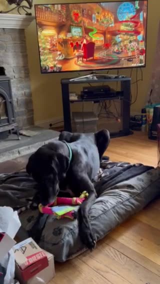 Great Dane unwrapping her Christmas present