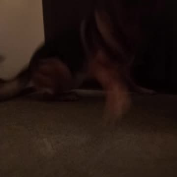 German shepherd on the move!