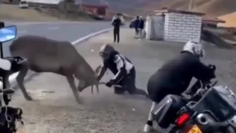 Road Rage: Man vs Buck