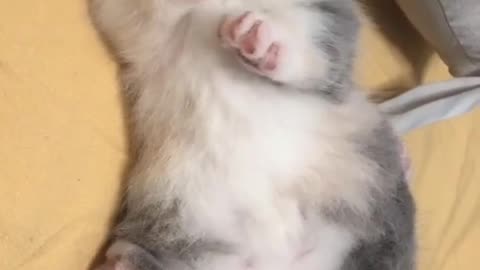 Cats cool