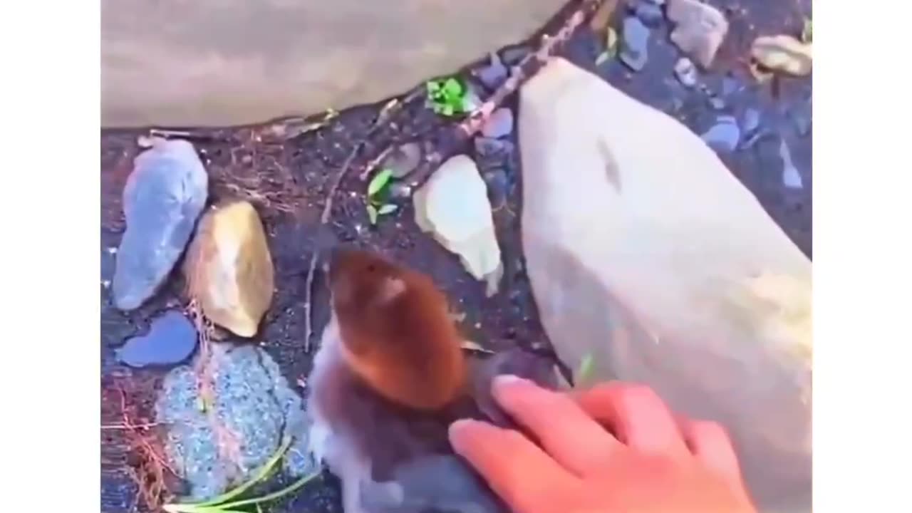 Adam's Freedom 🤣🤣