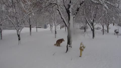 Pogi doing his business in the woods