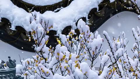 In the world, plum trees