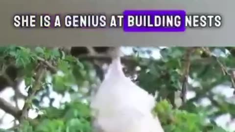 The wonder of birds