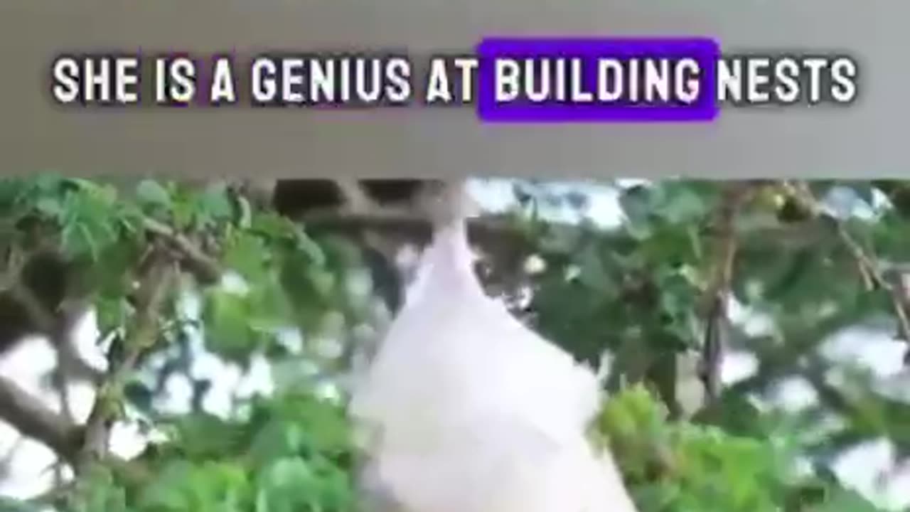 The wonder of birds
