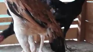 Rooster 🐓 best in srilanka