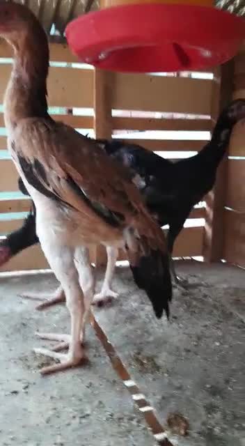 Rooster 🐓 best in srilanka