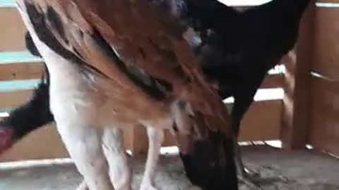 Rooster 🐓 best in srilanka