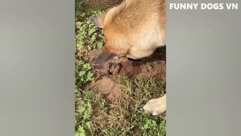 Funny animal videos
