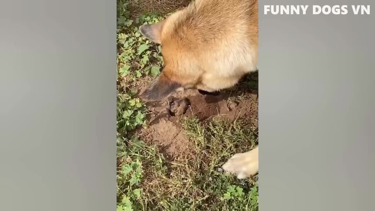 Funny animal videos