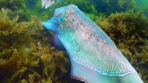 Rear Specie of Octopus You Have Never Seen Before