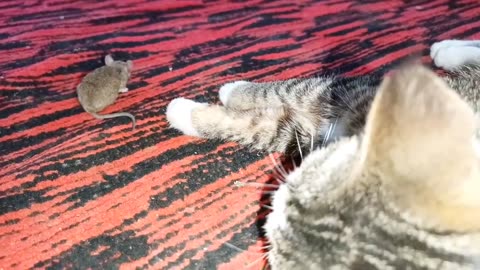 The mouse run away from the evil cat funny video 😂