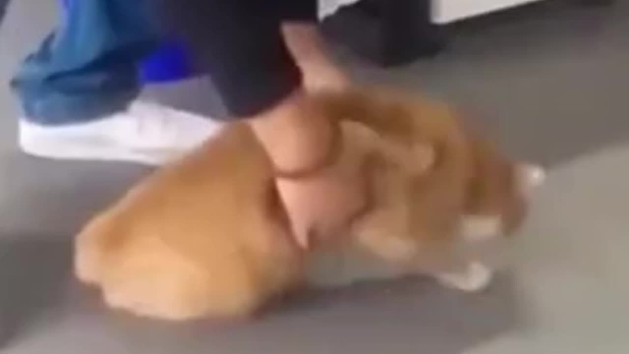 Funny Animal Moments Of The Year Compilation