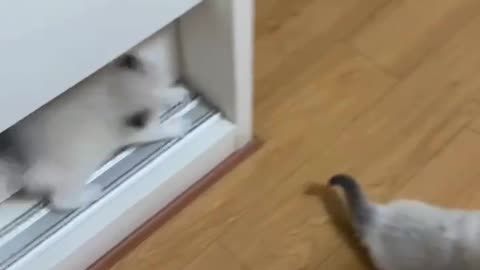 A kitten who likes to play since she was a child