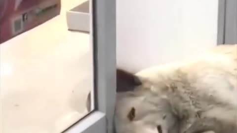 Is this dog just too lazy? haha