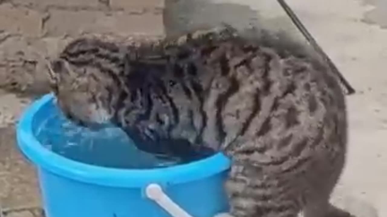 Crazy cat videos