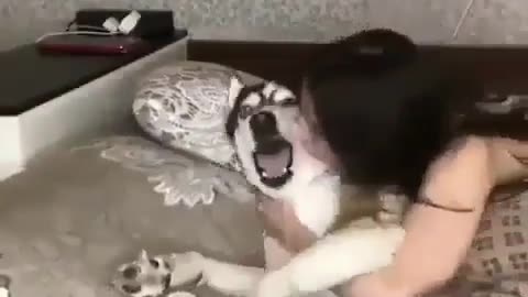 Dog funny video memes 😂🤣