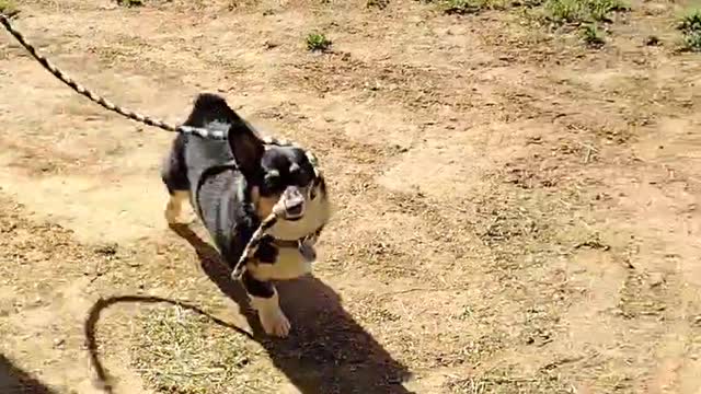 Tripper the Corgi Leads Jetty the Horse into the Barn