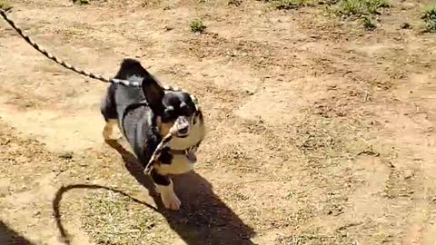 Tripper the Corgi Leads Jetty the Horse into the Barn
