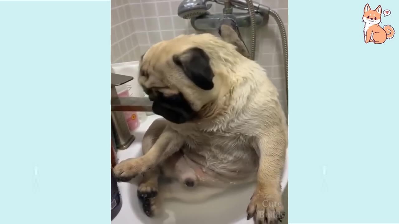 Funny Dog Videos 2023🤣 🐶 It's time to LAUGH with Dog's life