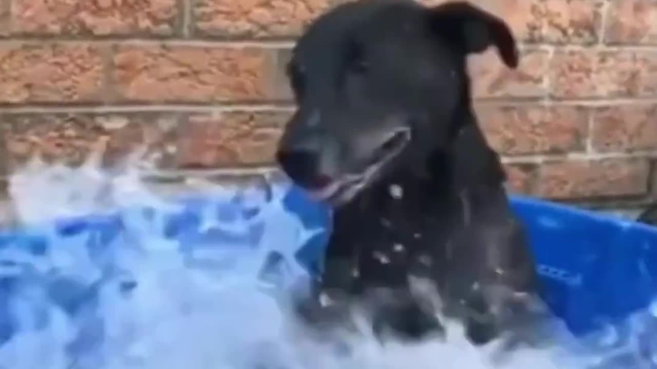 Funniest viral Animal || Unlikely Friendship: Cat and Dog Duo! Short part-12 #shorts #funnymemes