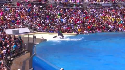 Seaworld SHAMU Killer Whale Show
