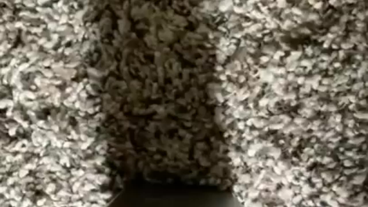 Funny cat