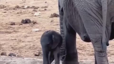 Baby elephant discovering its trunk