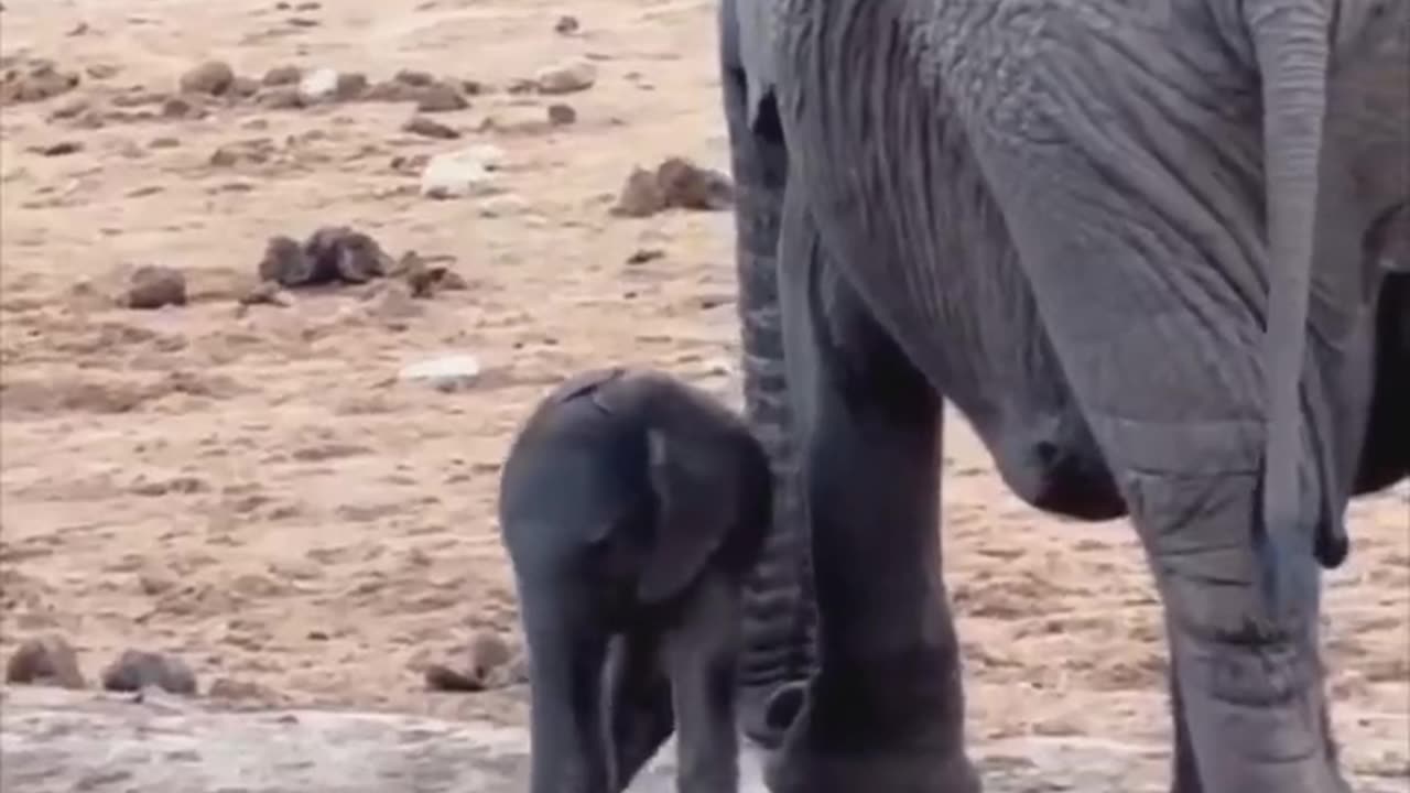 Baby elephant discovering its trunk