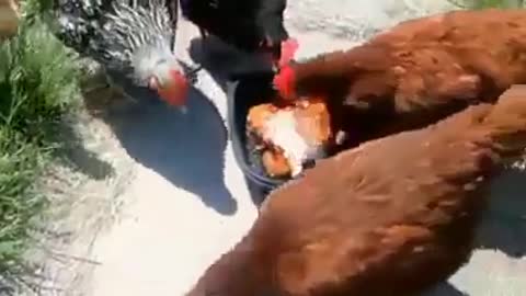 Chickens eat chicken