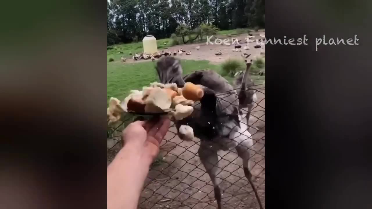 Funny Dogs And Cats Videos 2023 😅 - Best Funniest Animal Videos Of The Month 🥰👌 #1