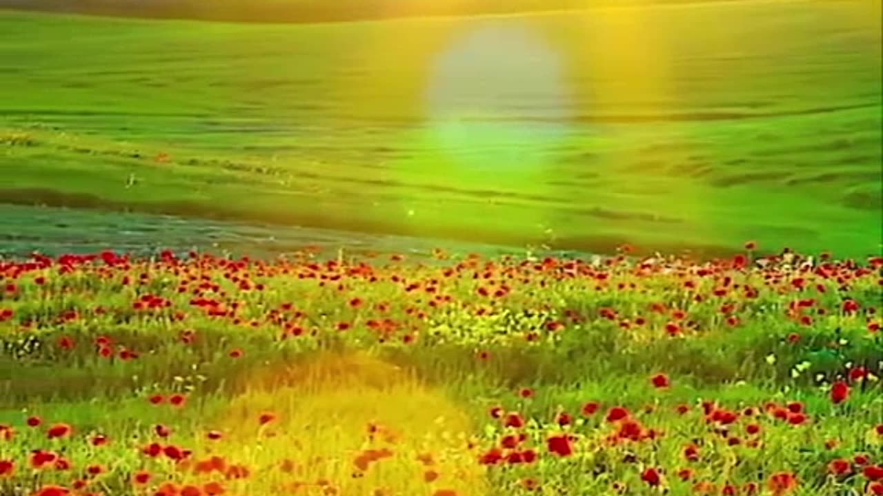 Amazing Flowers