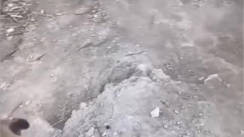 funny cats and dogs