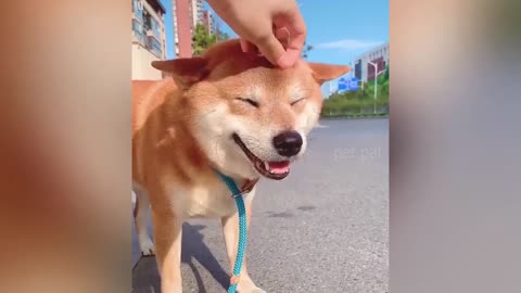 Funniest Cats And Dogs video 2021