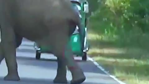 there is an elephant on the road