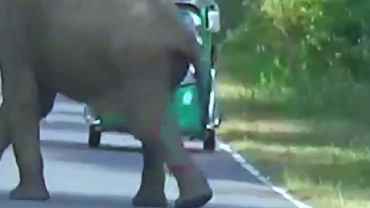 there is an elephant on the road