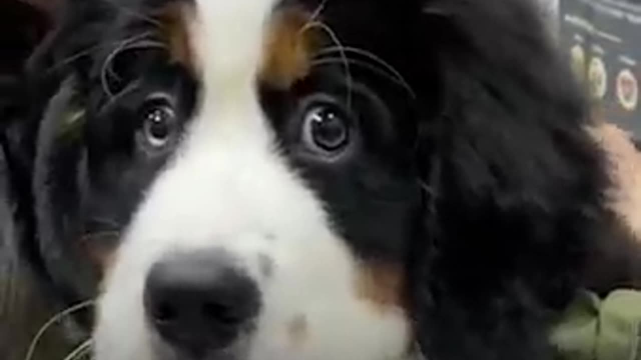 BRAVE DOG AT THE VET