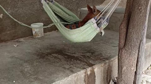 Dog Hangs Out in Hammock