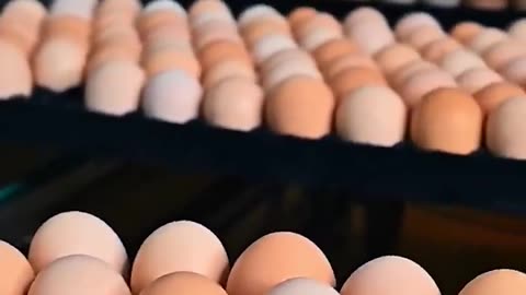 What are they putting in the eggs??