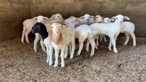 Farm Animals Stock Footage - Farm Animals Free Stock Videos